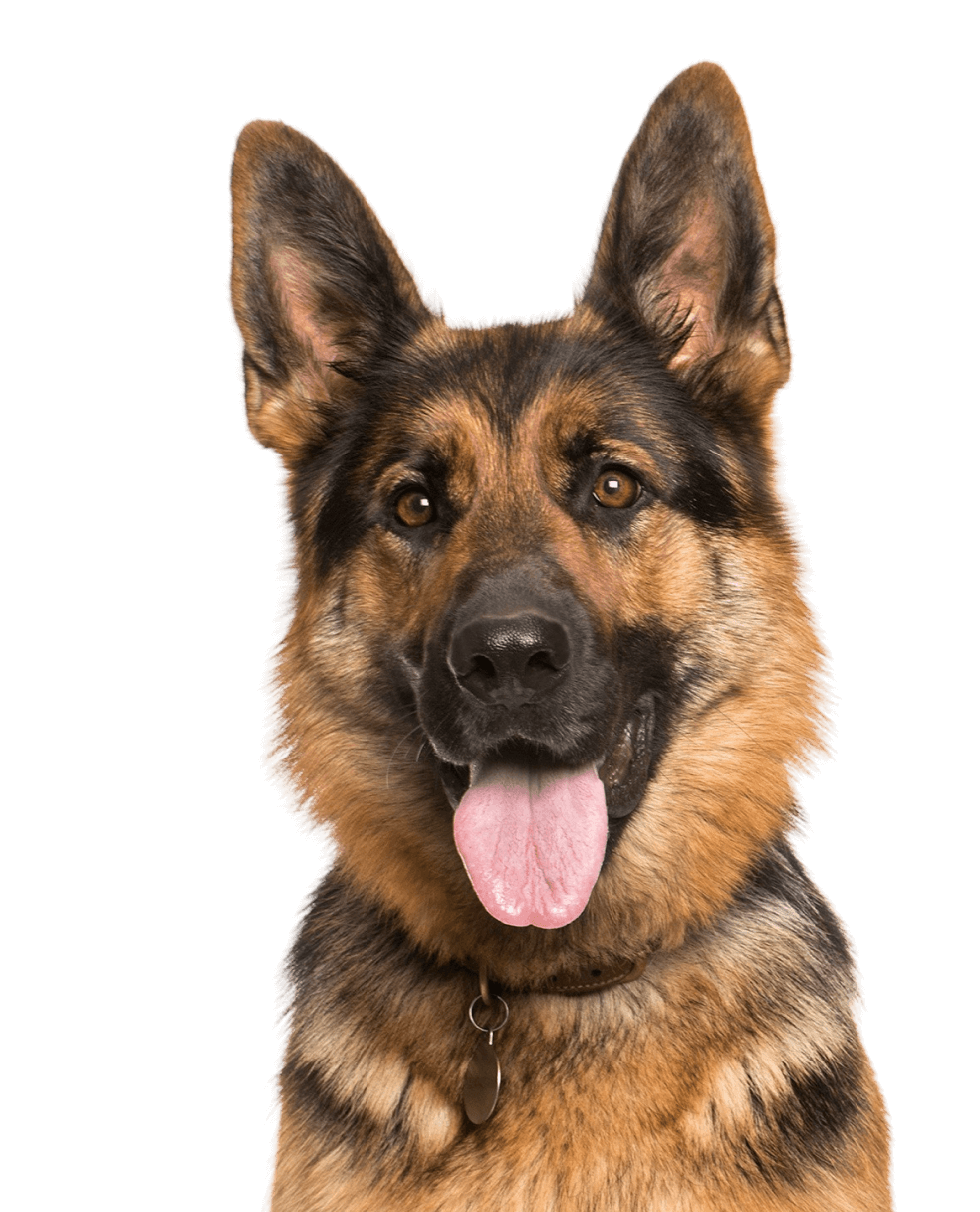 lila_hund03