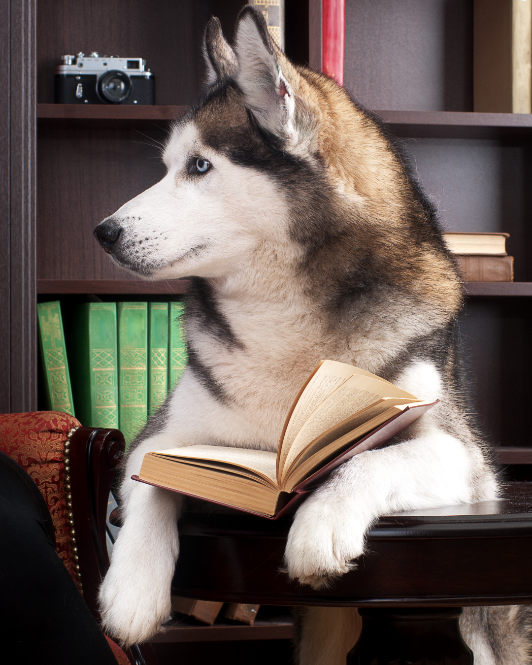 Hundeschule